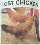 lost chicken
